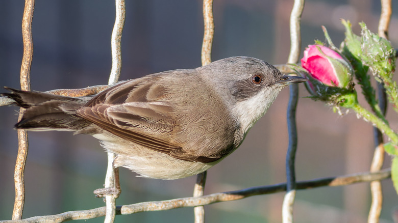 bird eating aphids off of a rose plant