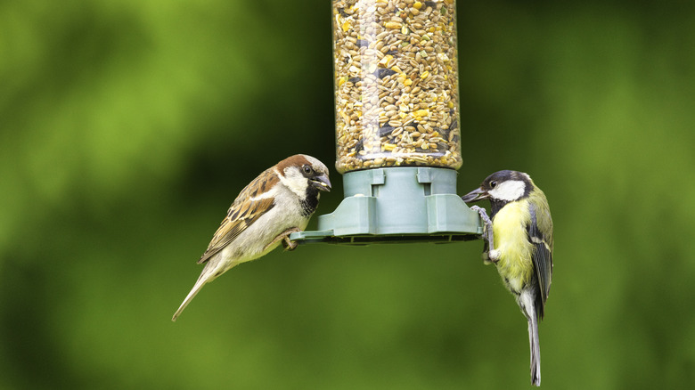 two birds eating seed from a bird feeder
