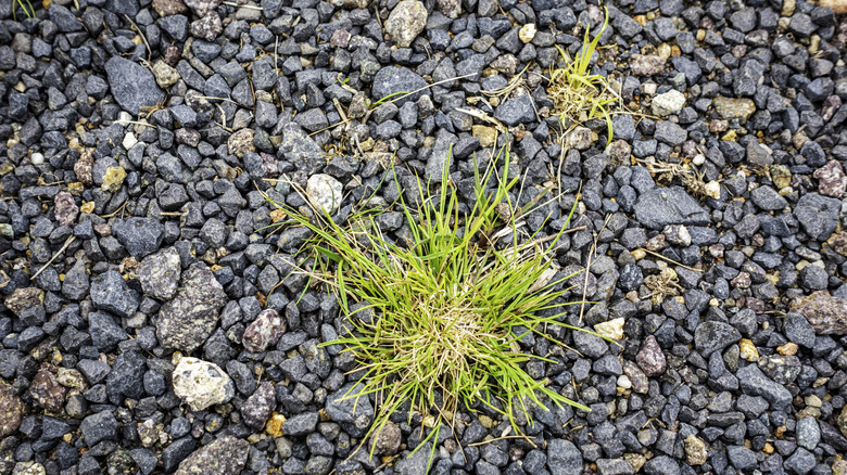 weeds growing through gravel