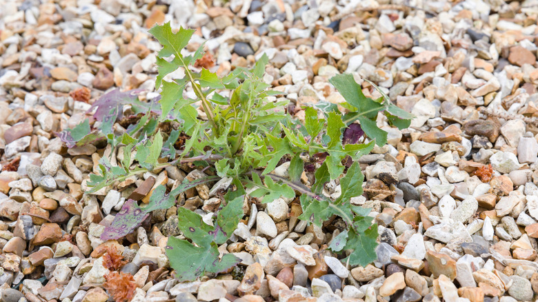 A weed growing in a gravel path