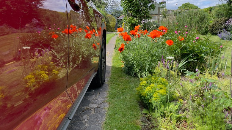 Red car parked on edge of flower-lined driveway
