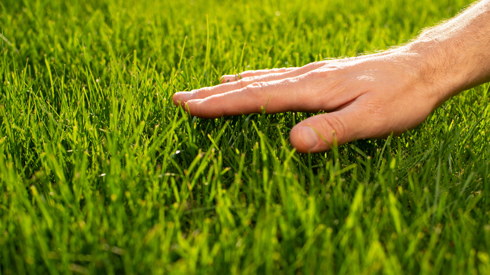 The Amazon Find That Makes Lawn Maintenance For Greener Grass Easier