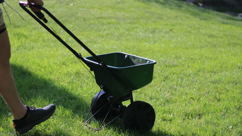 Person pushing a lawn spreader over yard