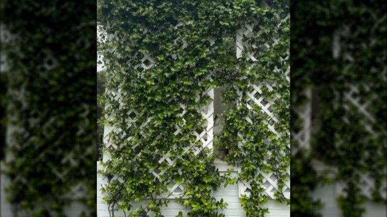 Front porch with lattice panels attached and vines growing on them