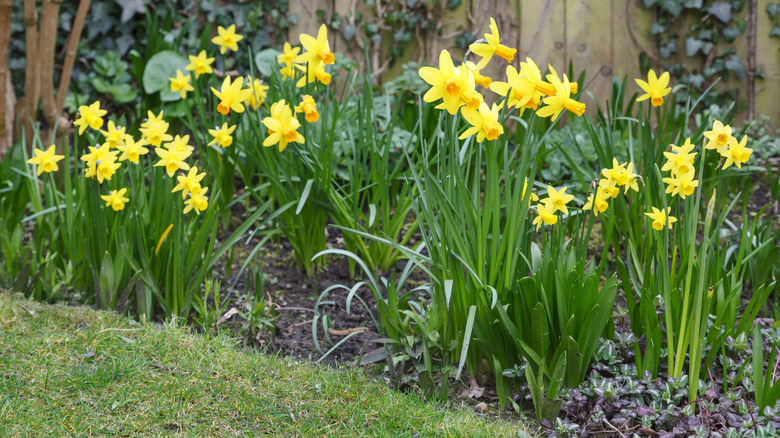 yellow daffodils in bloom