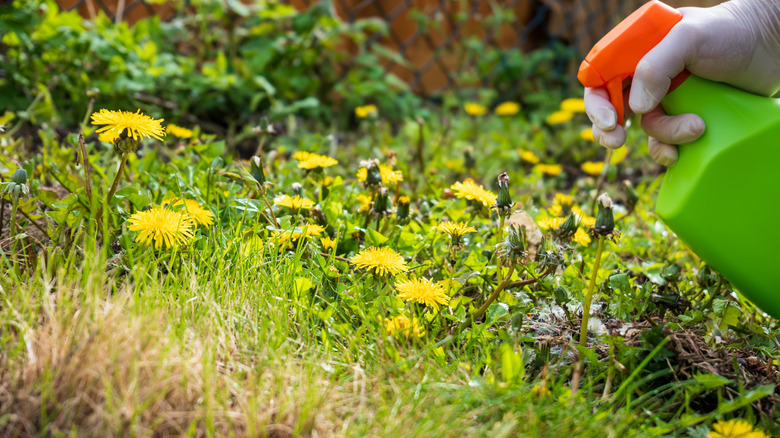 A gloved hand spraying weed killer on plants