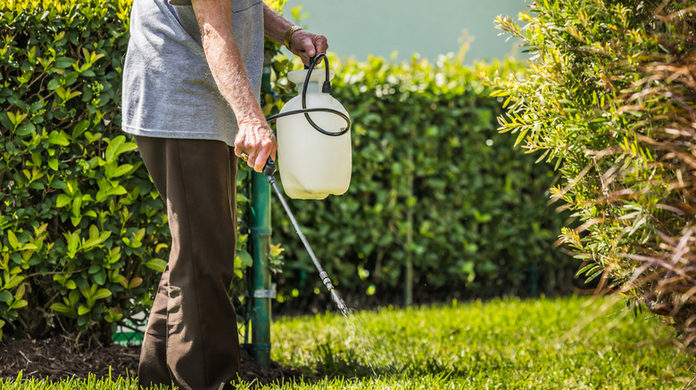 A person spraying weed killer on a lawn