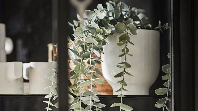 An artificial potted plant trails out of a white pot