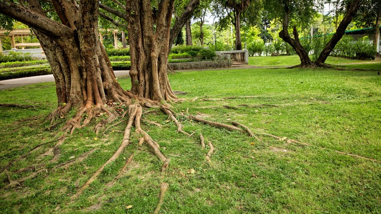Roots from two trees making popping up through the grass.