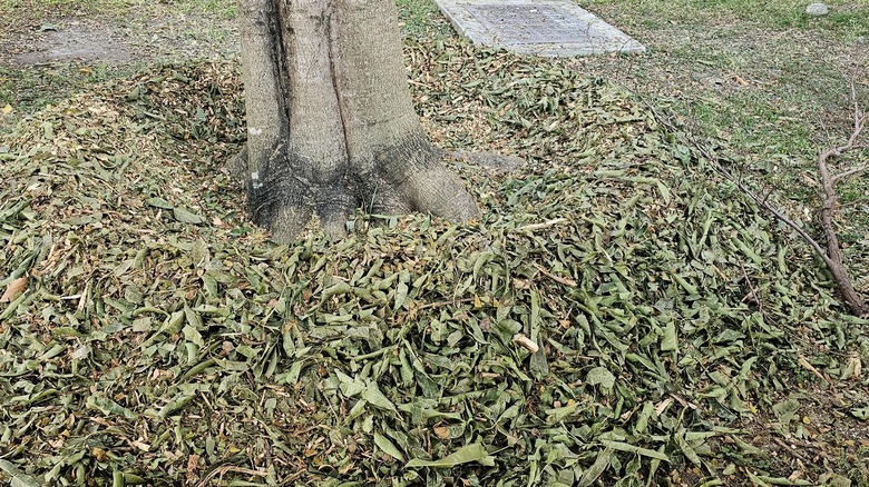 Surface roots of small tree covered with hardwood mulch and leaves