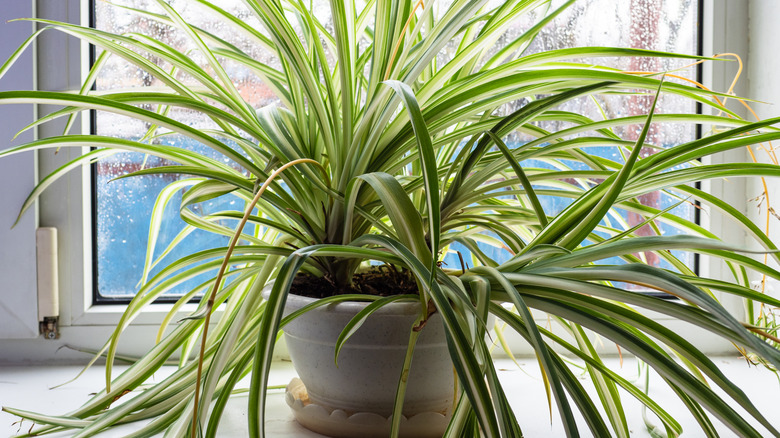 A thriving spider plant in front of a window