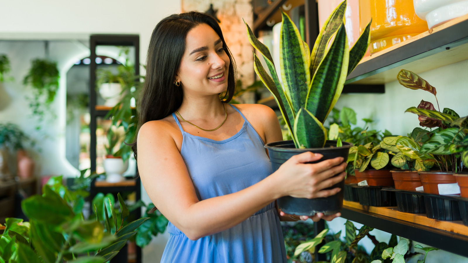The Best Spot For Your Snake Plant, According To Feng Shui