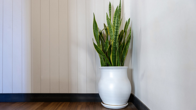 snake plant in the corner of a room