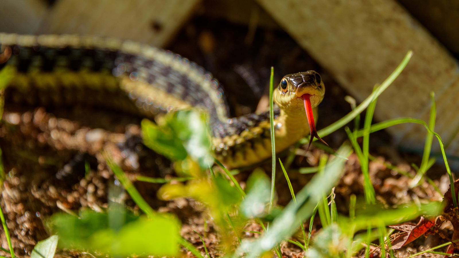 The Best Thing To Do If You Find A Snake Living Under Your Deck