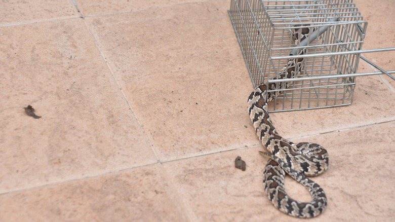 snake caught in metal trap