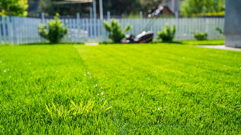 A perfectly flat, green lawn, seen from ground level.