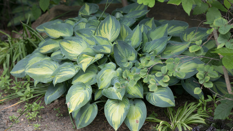 The Best Time To Divide Hostas For Fuller, Healthier Plants