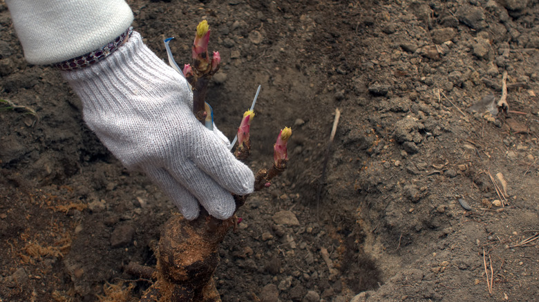 A gloved hand plant a peony plant