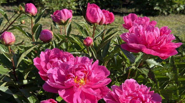 Bright pink peonies in a garden