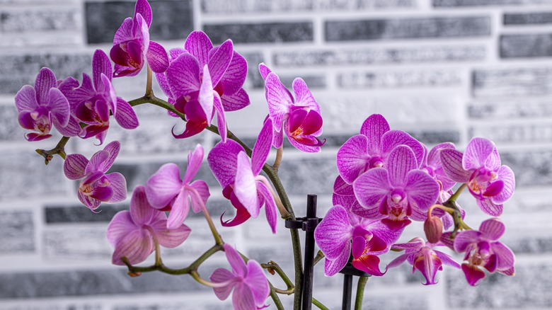 A bright plum-colored orchid with multiple stems of vibrant blooms.