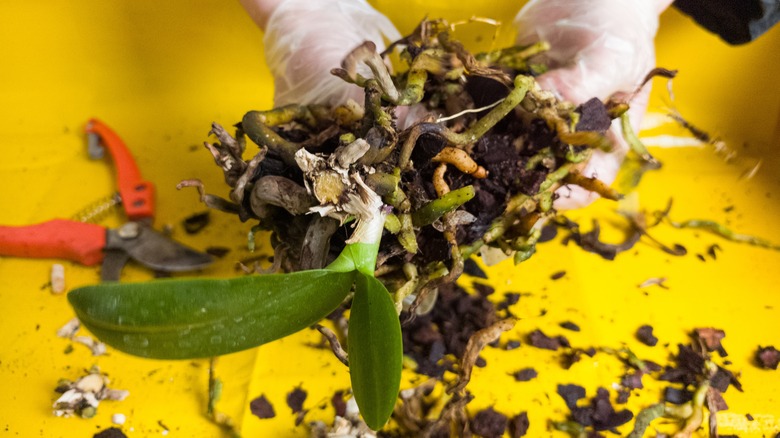 Gloved hands separate the roots of an orchid removed from its pot.