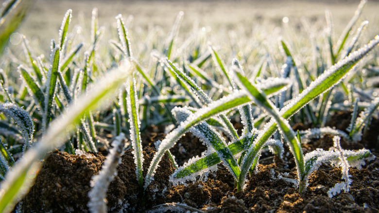frost on blades of grass