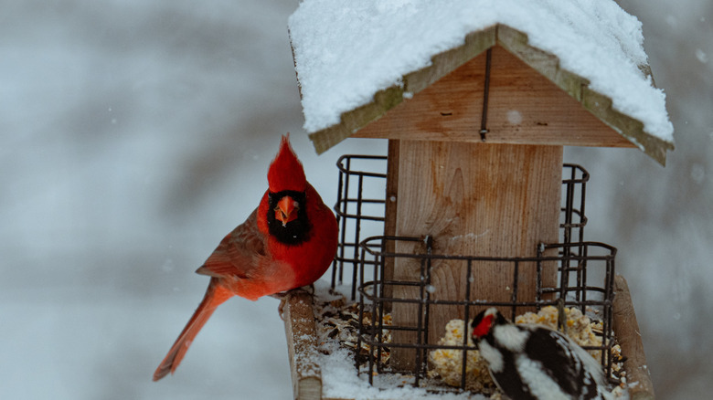 a cardinal sits on a winter hopper feeder