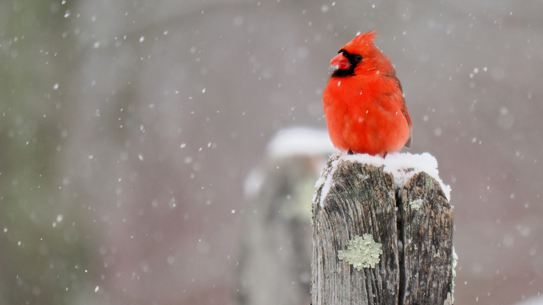 a cardinal in snowy weather