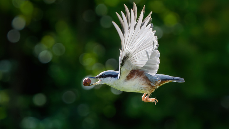 Bird flying with a nut in its mouth.