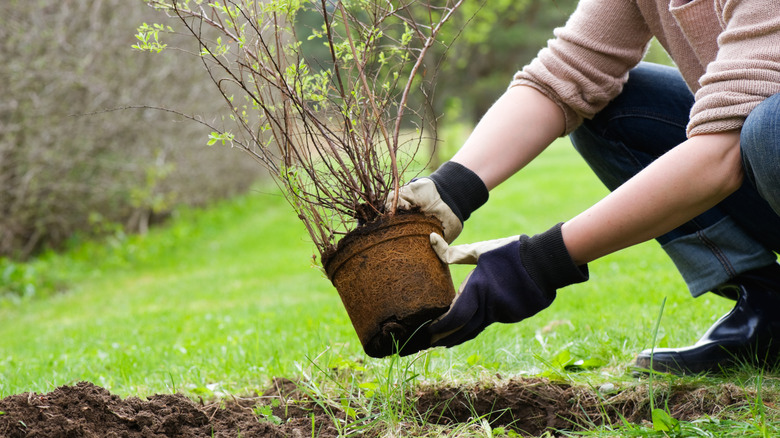 Hands planting a shrub in the ground.