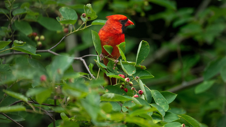 A cardinal sitting in a bush eating berries.