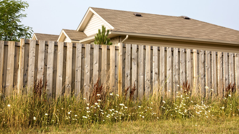 weeds growing at the bottom of a fence