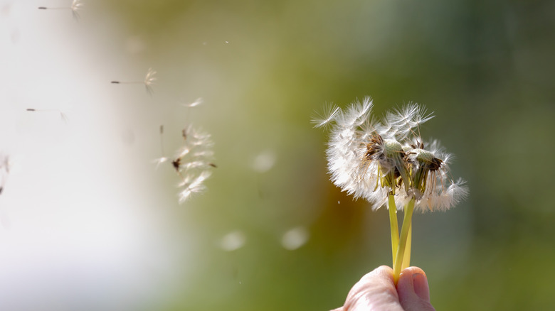 Dandelion seeds blowing in the wind