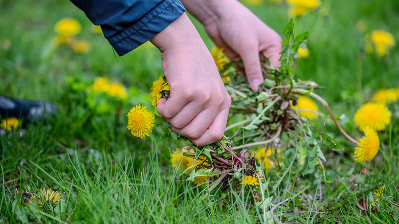 Weeding dandelions roots and all