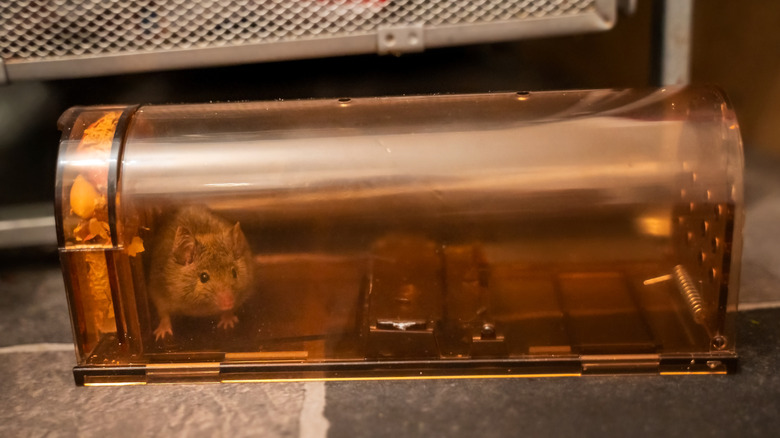 mouse caught in a humane mouse trap