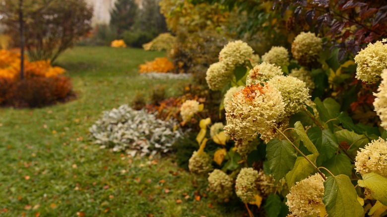 Hydrangeas in the fall
