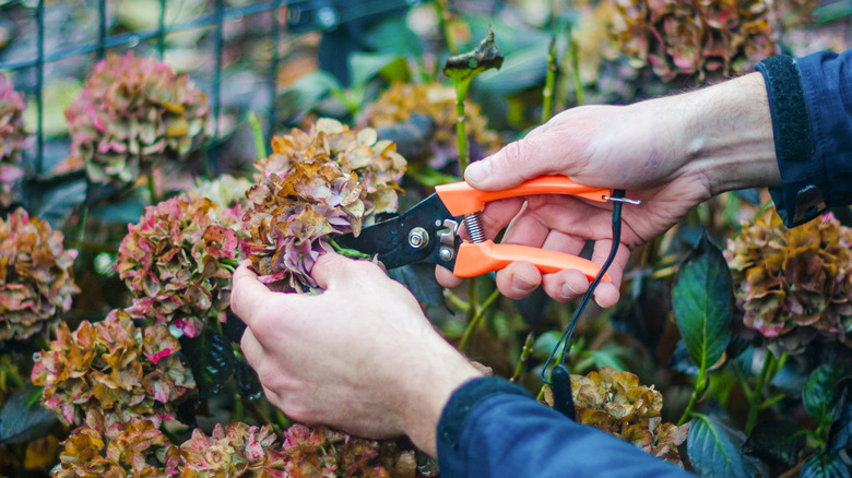 Pruning hydrangeas in the fall