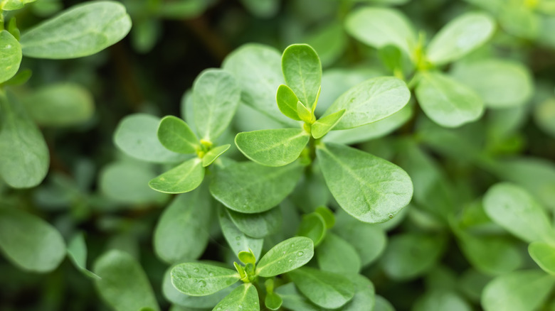 Close up of purslane leaves