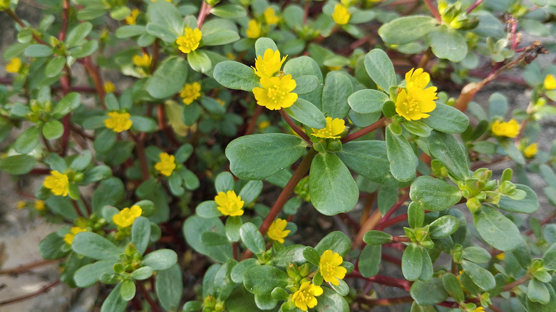 The Best Way To Stop Purslane Before It Starts In Your Yard