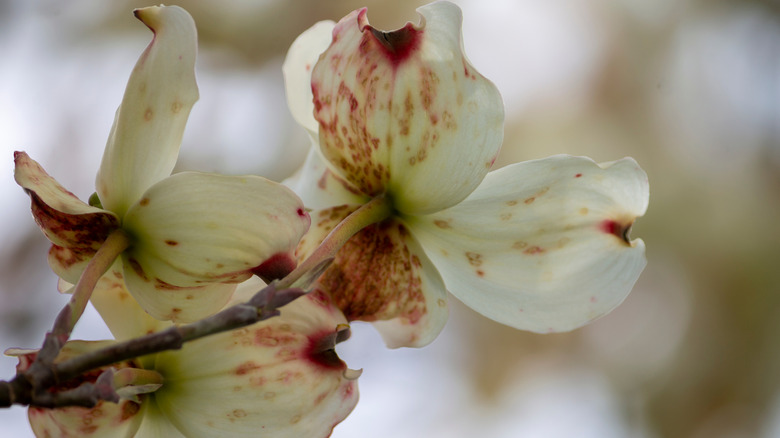 Spot anthracnose on dogwood bracts