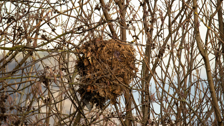 Squirrel drey in cluster of branches