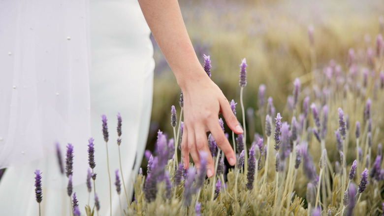 Person running her hand through dull-colored lavender