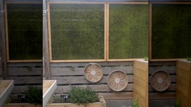Two large moss-covered privacy screens hang on a wood pallet wall