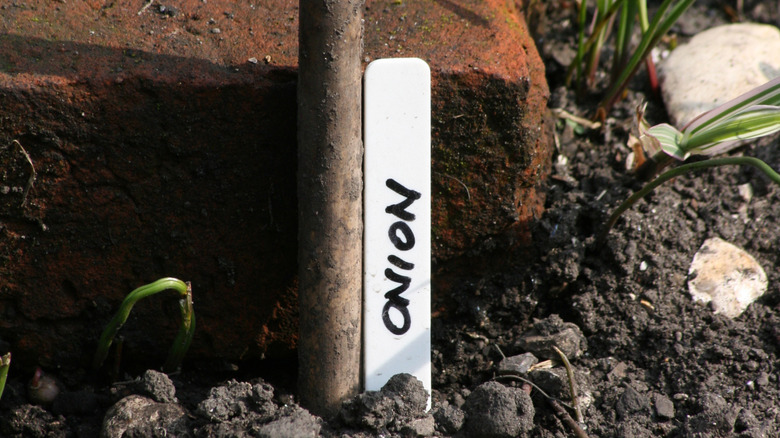 plant marker made from white plastic