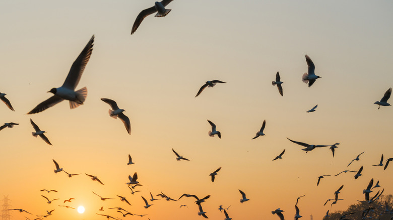Birds flying in the air at sundown