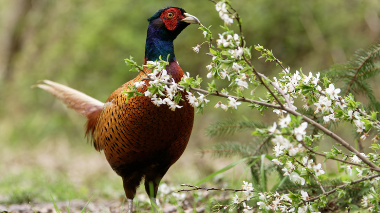 Pheasant eating flowers from a bush in the countryside
