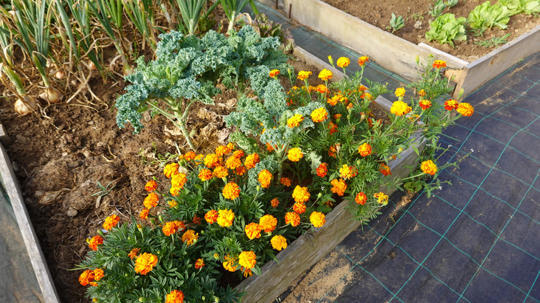 marigolds in vegetable garden