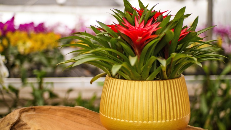 Guzmania lingulata, or scarlet star plant, growing inside in a mustard-colored ceramic pot.