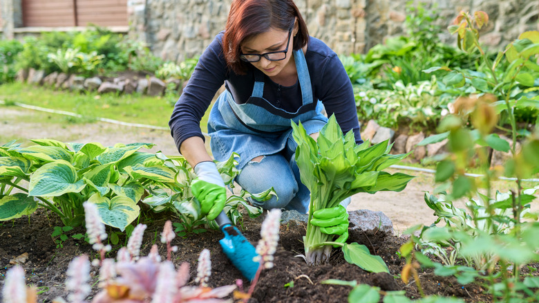 The Colorful Spring-Blooming Flower You'll Want To Plant Near Your Hostas