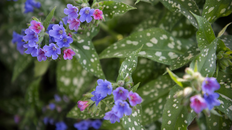 Lungwort flowers and foliage close-up